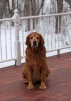 Walter , a male Golden Retriever for sale in Isanti, MN – 8 of 8