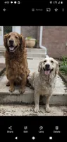 Peaches, a female Golden Retriever for sale in Isanti, MN – 4 of 4