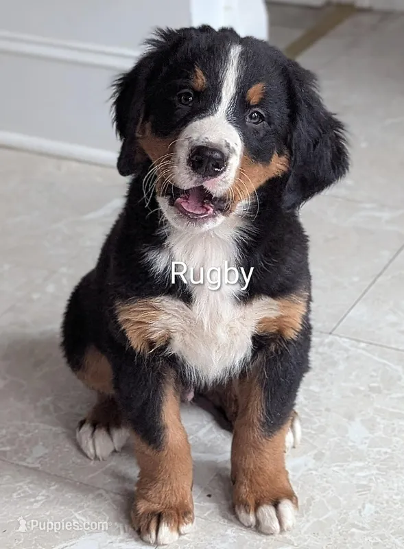 Rugby  – Bernese Mountain Dog puppy for sale in Isanti, MN