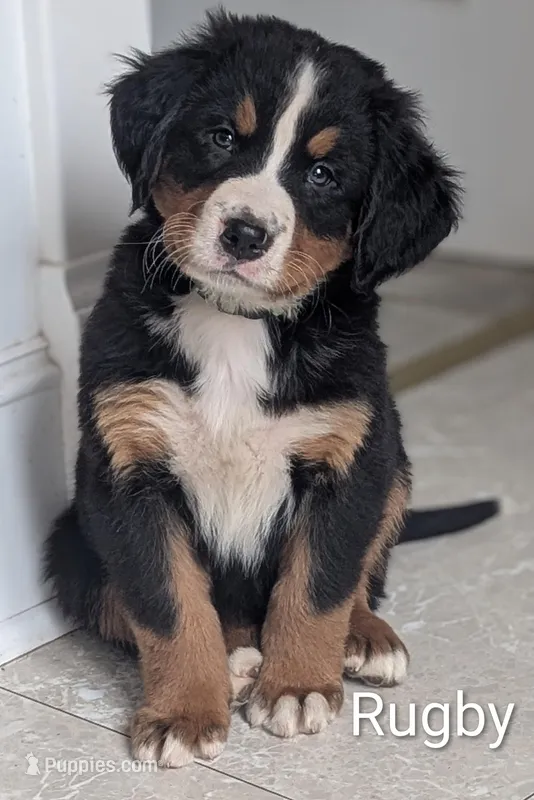 Rugby  – Bernese Mountain Dog puppy for sale in Isanti, MN
