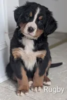 Rugby , a male Bernese Mountain Dog for sale in Isanti, MN – Photo 1 of 7