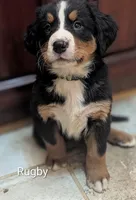 Rugby , a male Bernese Mountain Dog for sale in Isanti, MN – Photo 2 of 7