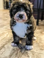 Barney (bernedoodle), a male Bernese Mountain Dog and Poodle - Multi-Colored Standard for sale in Isanti, MN – 2 of 8