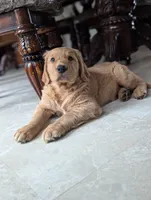 Walter , a male Golden Retriever for sale in Isanti, MN – 3 of 8