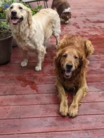 Ziggy , a female Golden Retriever for sale in Isanti, MN – 4 of 4