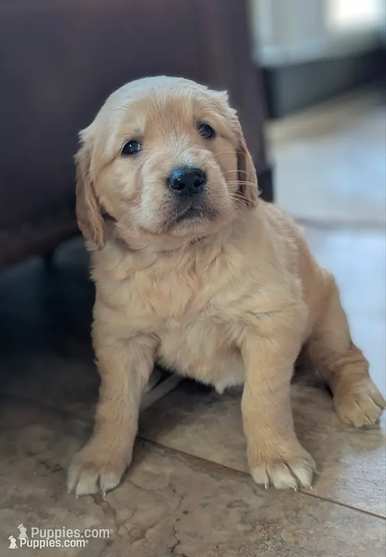 Ziggy  – Golden Retriever puppy for sale in Isanti, MN