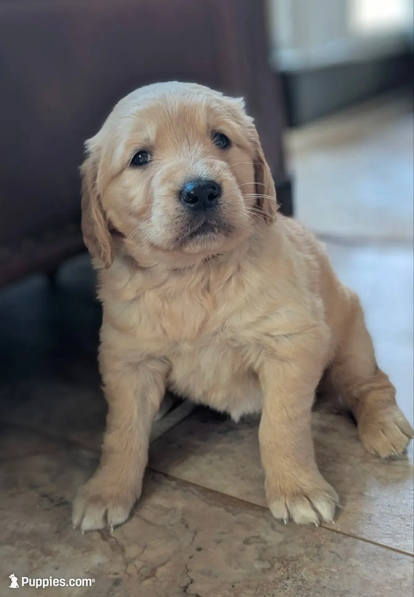 Ziggy , a female Golden Retriever for sale in Isanti, MN – 1 of 4