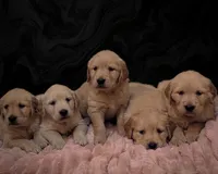 Peaches, a female Golden Retriever for sale in Isanti, MN – 2 of 4