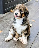 Paisley  (bernedoodle), a female Bernedoodle for sale in Isanti, MN – 3 of 10