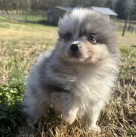 Nomi, a female Pomeranian for sale in Murfreesboro, TN – Photo 2 of 2