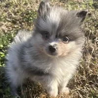 Nomi, a female Pomeranian for sale in Murfreesboro, TN – Photo 1 of 2