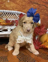 Morticia, a female Poodle - Multi-Colored Standard for sale in Sarcoxie, MO – 6 of 8