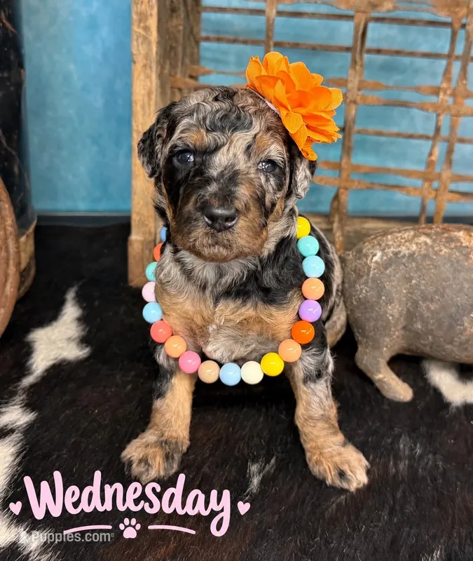Wednesday, a female Poodle - Standard  for sale in Sarcoxie, MO – 1 of 10