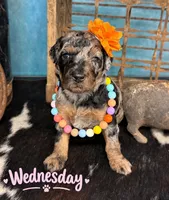 Wednesday, a female Poodle - Standard  for sale in Sarcoxie, MO – 1 of 10
