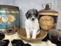 Groovy, a male Poodle - Multi-Colored Standard for sale in Sarcoxie, MO – 6 of 8