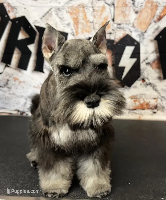 Earl of  Biscuitshire – Miniature Schnauzer puppy for sale in Sarcoxie, MO