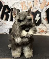 Earl of  Biscuitshire, a male Miniature Schnauzer for sale in Sarcoxie, MO – 1 of 7