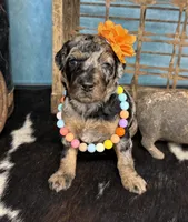 Wednesday, a female Poodle - Standard  for sale in Sarcoxie, MO – 2 of 10