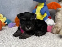 Duchess  Fluffington, a female Miniature Schnauzer for sale in Sarcoxie, MO – 4 of 10