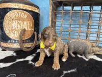 Pugsley, a male Poodle - Multi-Colored Standard for sale in Sarcoxie, MO – 8 of 10