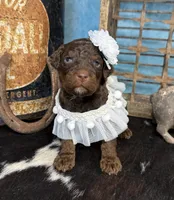 Fauna, a female Poodle - Multi-Colored Standard for sale in Sarcoxie, MO – 3 of 10