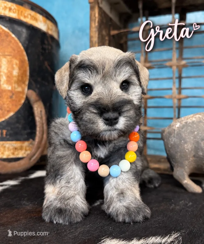 Greta  – Miniature Schnauzer puppy for sale in Sarcoxie, MO
