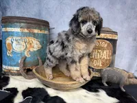 Rhythm, a female Poodle - Multi-Colored Standard for sale in Sarcoxie, MO – 8 of 8