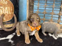 Pugsley, a male Poodle - Multi-Colored Standard for sale in Sarcoxie, MO – 7 of 10