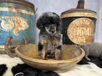 Shimmy, a female Poodle - Multi-Colored Standard for sale in Sarcoxie, MO – 4 of 8