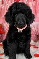 Wishbone, a female Poodle - Standard  for sale in Sarcoxie, MO – Photo 4 of 8