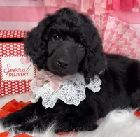 Wishbone, a female Poodle - Standard  for sale in Sarcoxie, MO – Photo 3 of 8