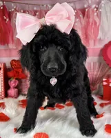 Wishbone, a female Poodle - Standard  for sale in Sarcoxie, MO – Photo 8 of 8