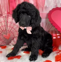 Wishbone, a female Poodle - Standard  for sale in Sarcoxie, MO – Photo 2 of 8