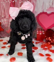 Wishbone, a female Poodle - Standard  for sale in Sarcoxie, MO – Photo 5 of 8