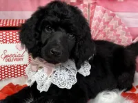 Wishbone, a female Poodle - Standard  for sale in Sarcoxie, MO – Photo 7 of 8