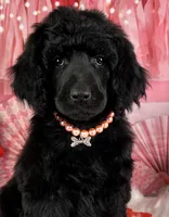 Wishbone, a female Poodle - Standard  for sale in Sarcoxie, MO – Photo 1 of 8
