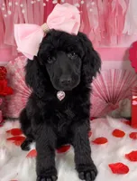 Wishbone, a female Poodle - Standard  for sale in Sarcoxie, MO – Photo 6 of 8