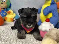 Duchess  Fluffington, a female Miniature Schnauzer for sale in Sarcoxie, MO – 2 of 10