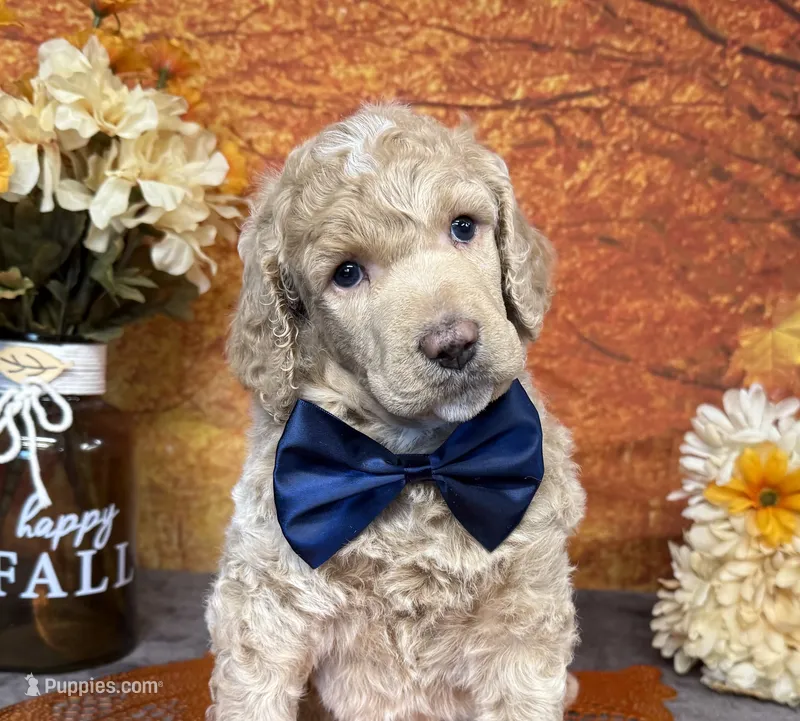 Ovation – Poodle - Standard  puppy for sale in Sarcoxie, MO