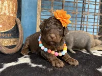 Fauna, a female Poodle - Multi-Colored Standard for sale in Sarcoxie, MO – 8 of 10