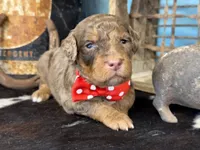 Pugsley, a male Poodle - Multi-Colored Standard for sale in Sarcoxie, MO – 3 of 10