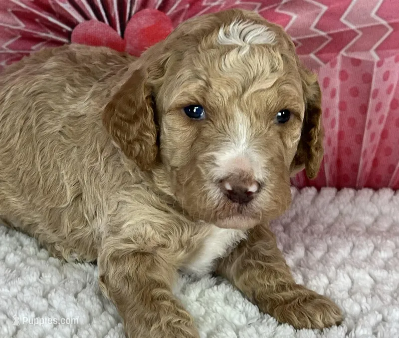 Nutmeg, a male Poodle - Standard  for sale in Sarcoxie, MO – Photo 1 of 8