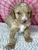 Nutmeg, a male Poodle - Standard  for sale in Sarcoxie, MO – Photo 7 of 8