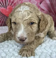 Nutmeg, a male Poodle - Standard  for sale in Sarcoxie, MO – Photo 6 of 8