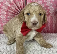 Nutmeg, a male Poodle - Standard  for sale in Sarcoxie, MO – Photo 5 of 8