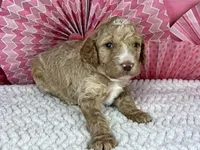 Nutmeg, a male Poodle - Standard  for sale in Sarcoxie, MO – Photo 8 of 8