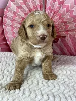 Nutmeg, a male Poodle - Standard  for sale in Sarcoxie, MO – Photo 3 of 8