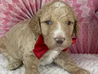 Nutmeg, a male Poodle - Standard  for sale in Sarcoxie, MO – Photo 4 of 8