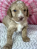 Nutmeg, a male Poodle - Standard  for sale in Sarcoxie, MO – Photo 2 of 8
