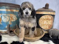 Rhythm, a female Poodle - Multi-Colored Standard for sale in Sarcoxie, MO – 3 of 8